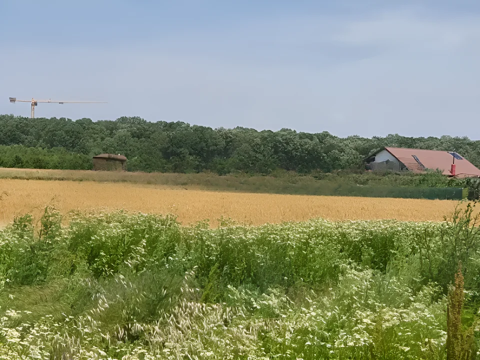Teren de vanzare in Balotești, Ilfov - Suprafață 1000 mp, aproape de pădure - imaginea 6