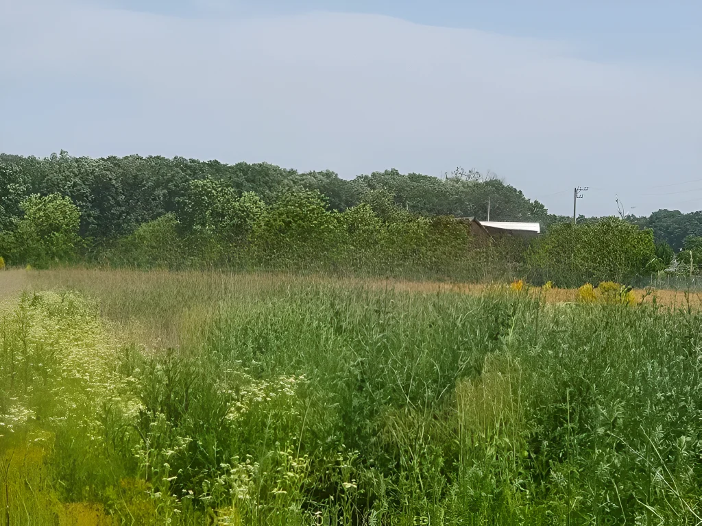 Teren Balotești, Ilfov – 500 mp, zonă liniștită, acces stradal, lângă pădure - imaginea 2